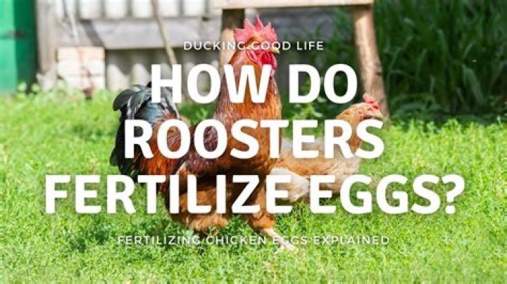 How Do Roosters Fertilize Chicken Eggs: A Comprehensive Guide