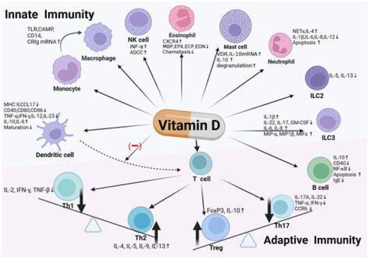 Vitamin D & Immune System: The Ultimate Guide